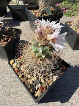Turbinicarpus pseudomacrochele
